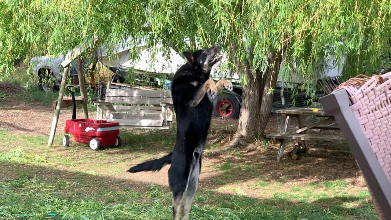 Digger jumping high into a willow tree to strip the branches