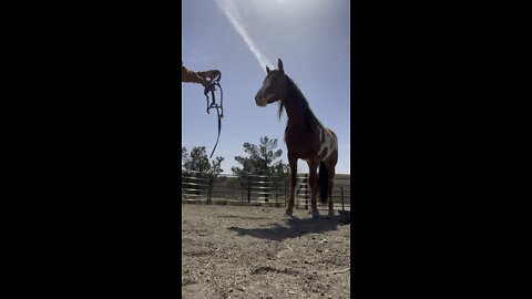 Introducing a Halter to a wild horse