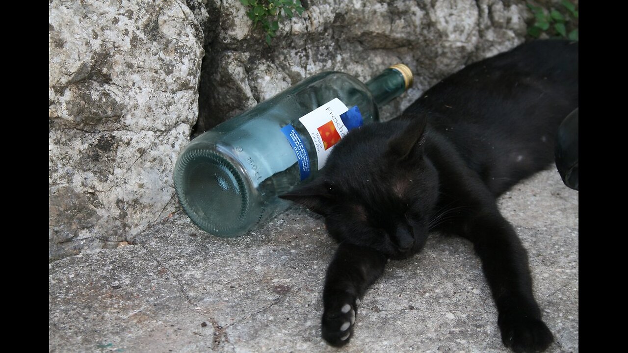 Unbelievably Drunk Cat