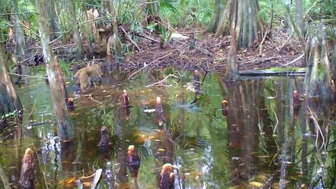 Florida Bobcat In The Wild