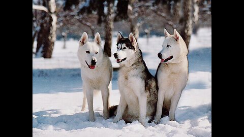 puppies playing in the snow snow