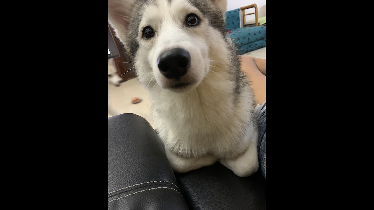 How could you say no to my requests 🥺