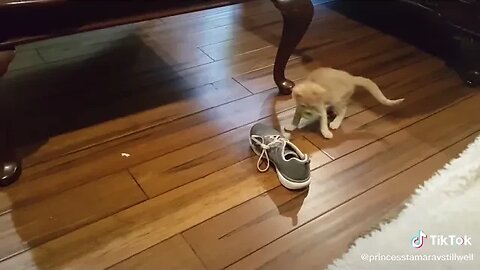 Kitten baby Baron plays with green mouse, shoe and a piece of paper