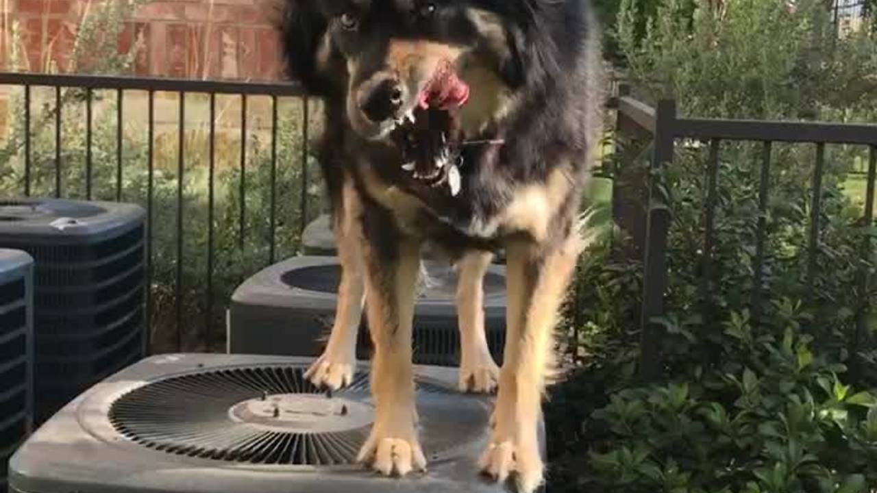 Pup finds clever way to keep cool in Texas heat