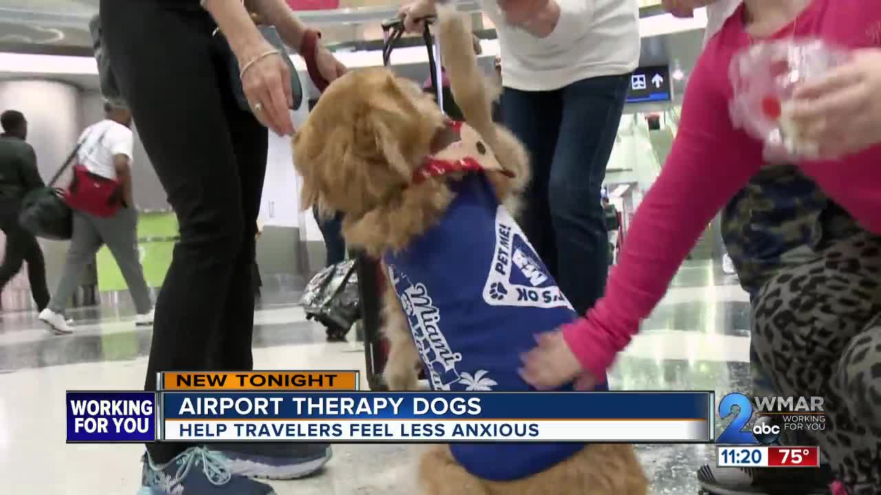 Therapy dogs help airport travelers with stress