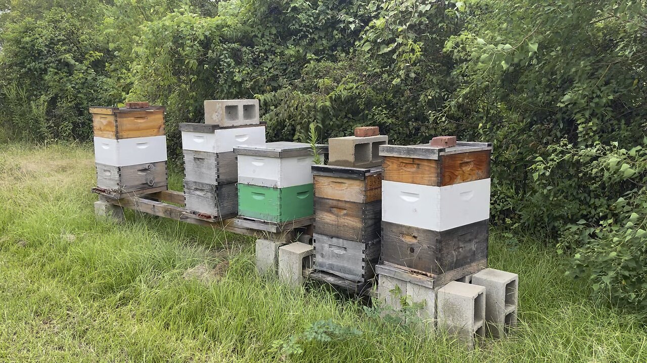 BEEKEEPER VLOG- ELM GROVE APIARY! Preparing for varroa mite treatment with oxalic acid spray. #bees