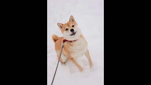 Jingle Bells Song