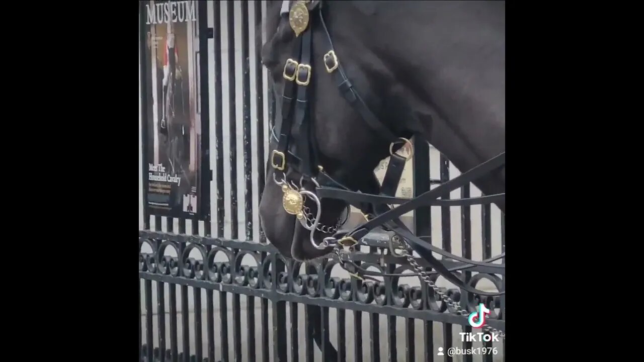 Horse is sleeping #horseguardsparade