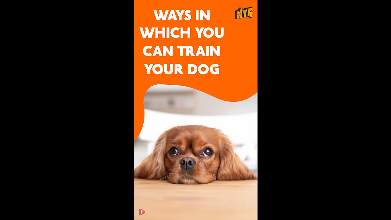 Top 4 Ways To Train Your Pet Dog *