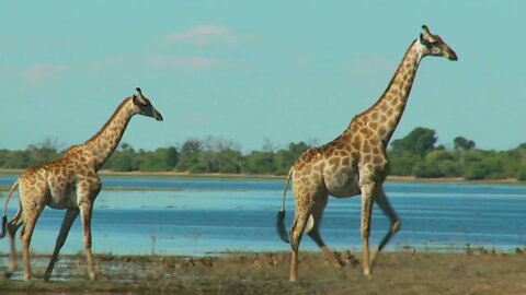 This sprawl of wilderness is home to world's largest concentration of zebras, hippos and16