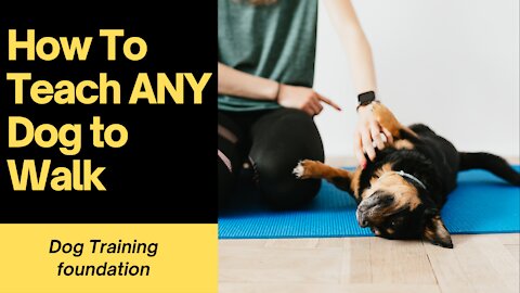 How To Teach ANY Dog to Walk Nicely In 5 Minutes