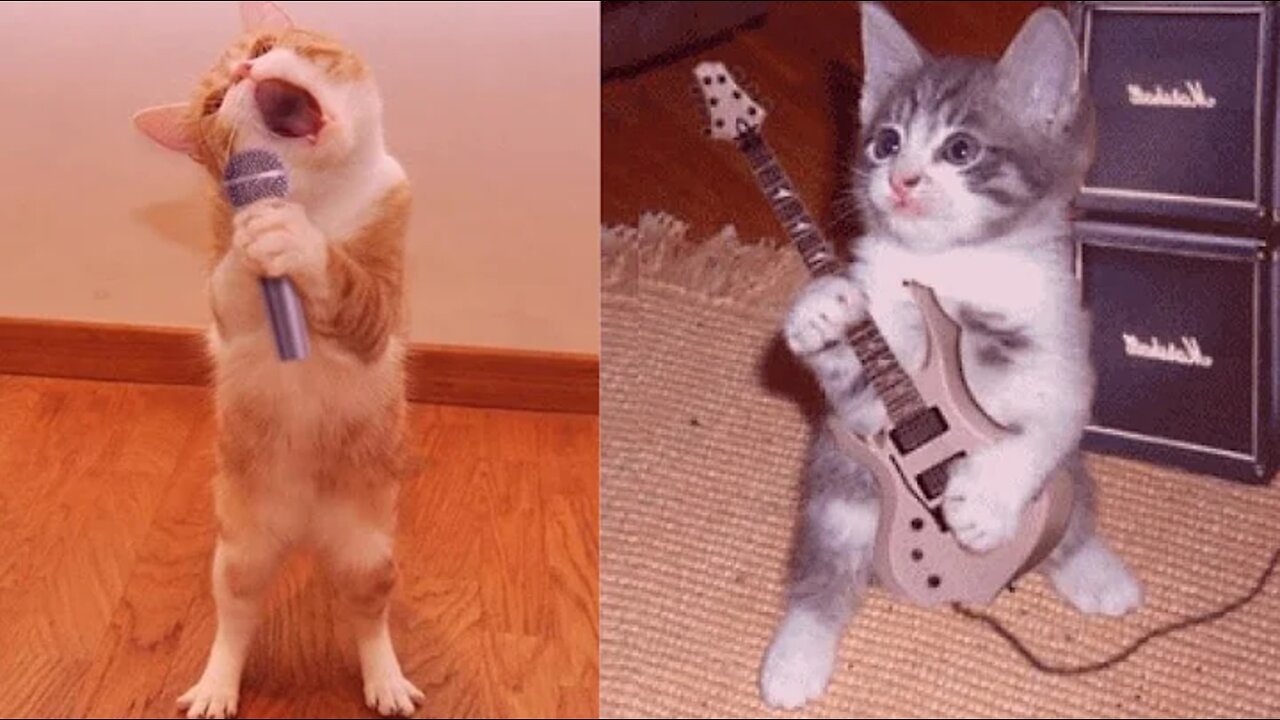 Funny And Cute Cat'S Life (Part 11) Cats And Owners Are The Best Friends Videos
