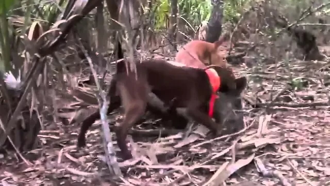 Hog Hunting solo in North Florida with dogs.