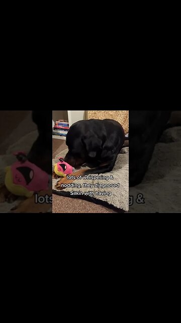 Vet Update! Common Dog DIAGNOSIS For The Rottweiler 🥺 #Shorts #rottweiler #dogs