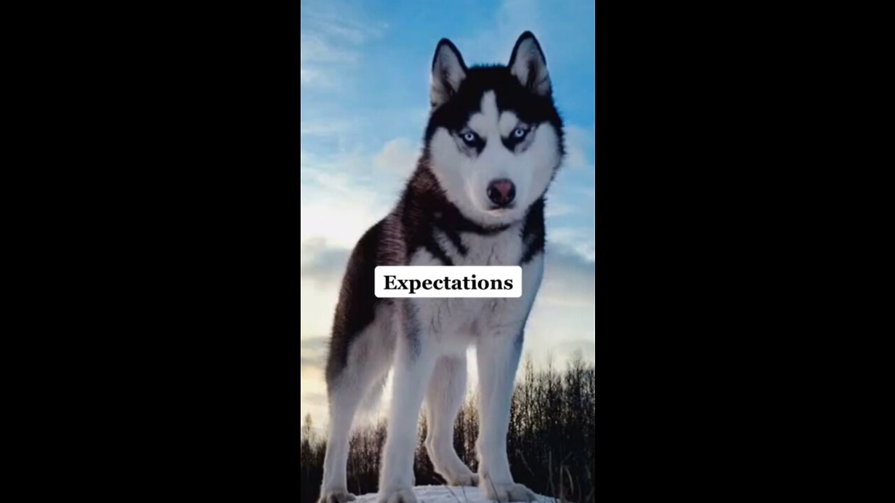 What it's like to own a husky in real life.