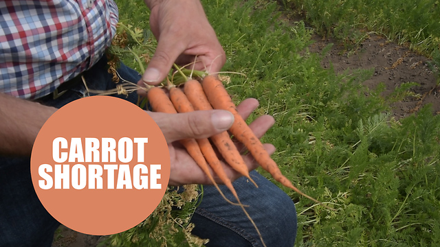 British farmer claims Xmas dinner could be ruined due to a shortage of CARROTS