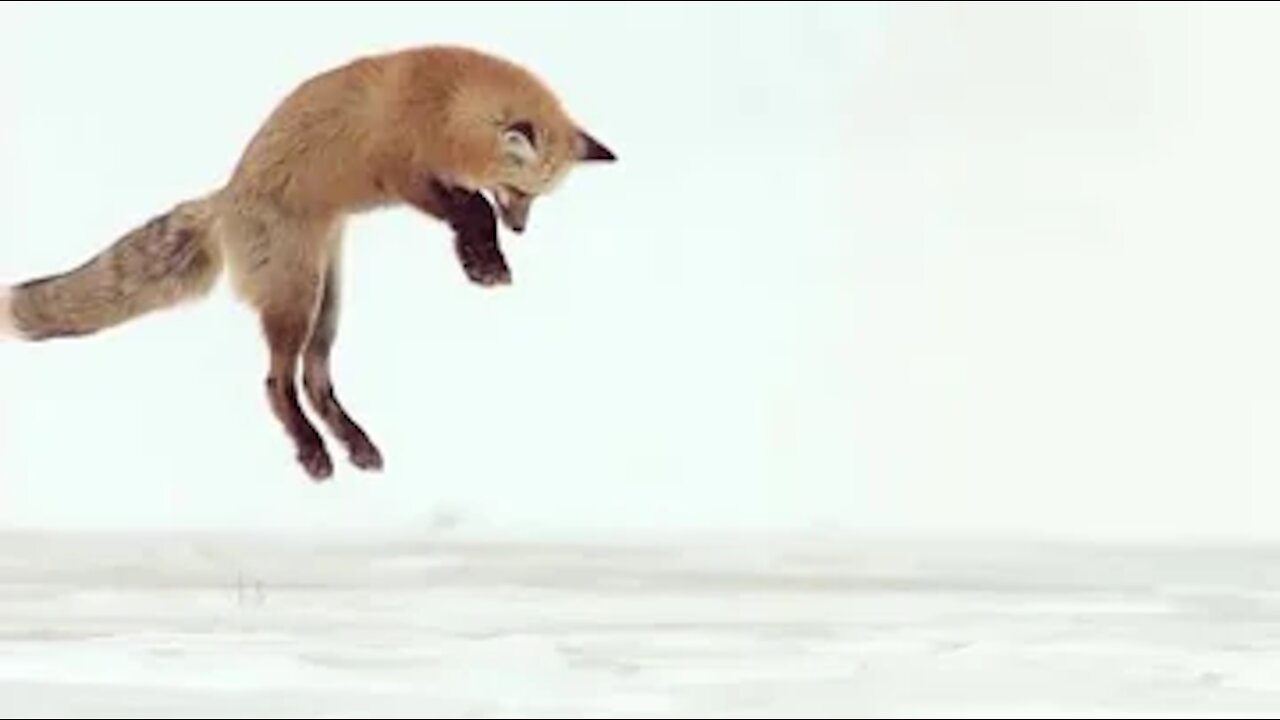 Fox Dives Headfirst Into Snow (In Slow Motion)