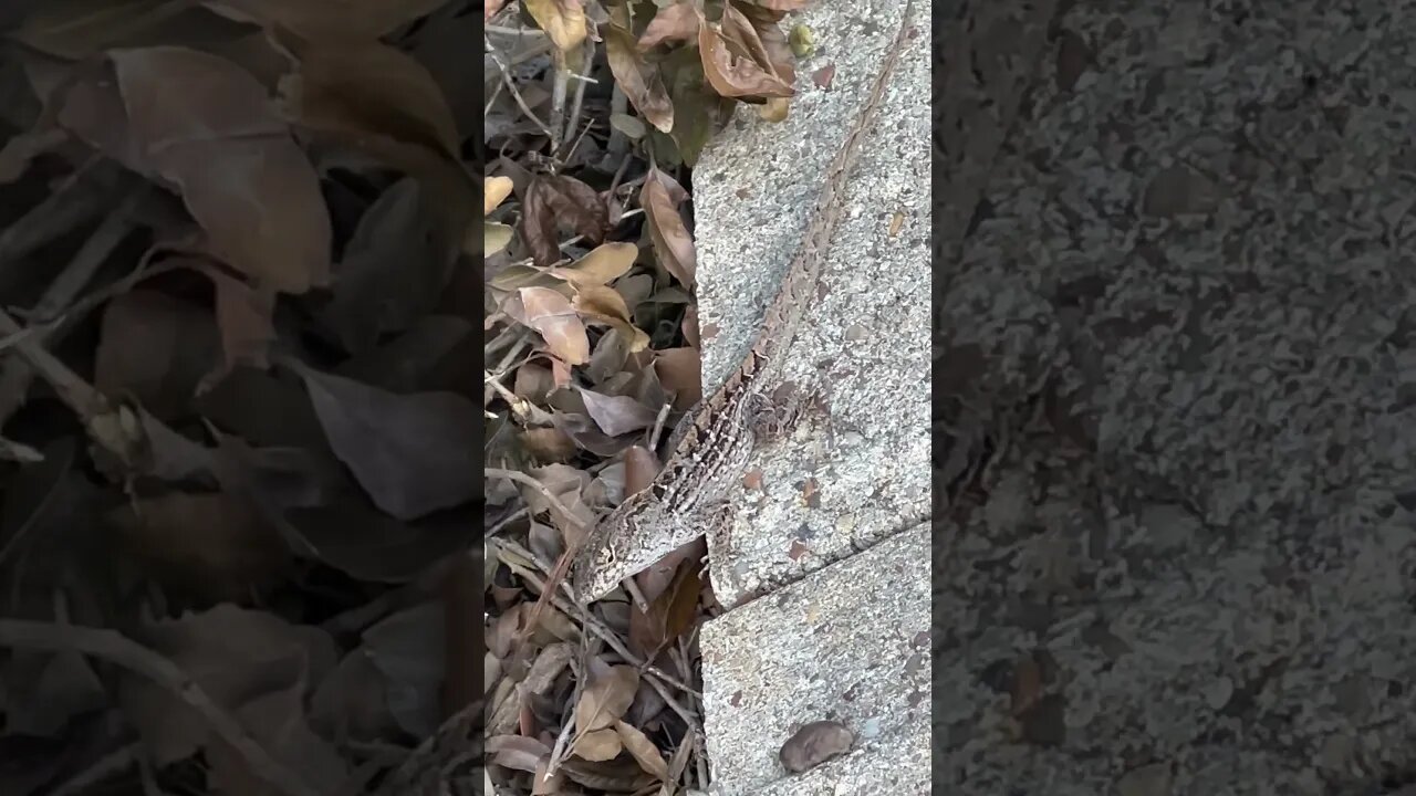 Lizard watching with Rock Mercury