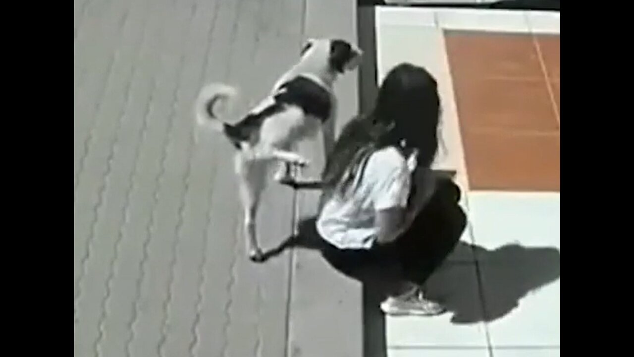 Funniest Animals 2023 😂 New Funny Cats and Dogs Videos 😻🐶