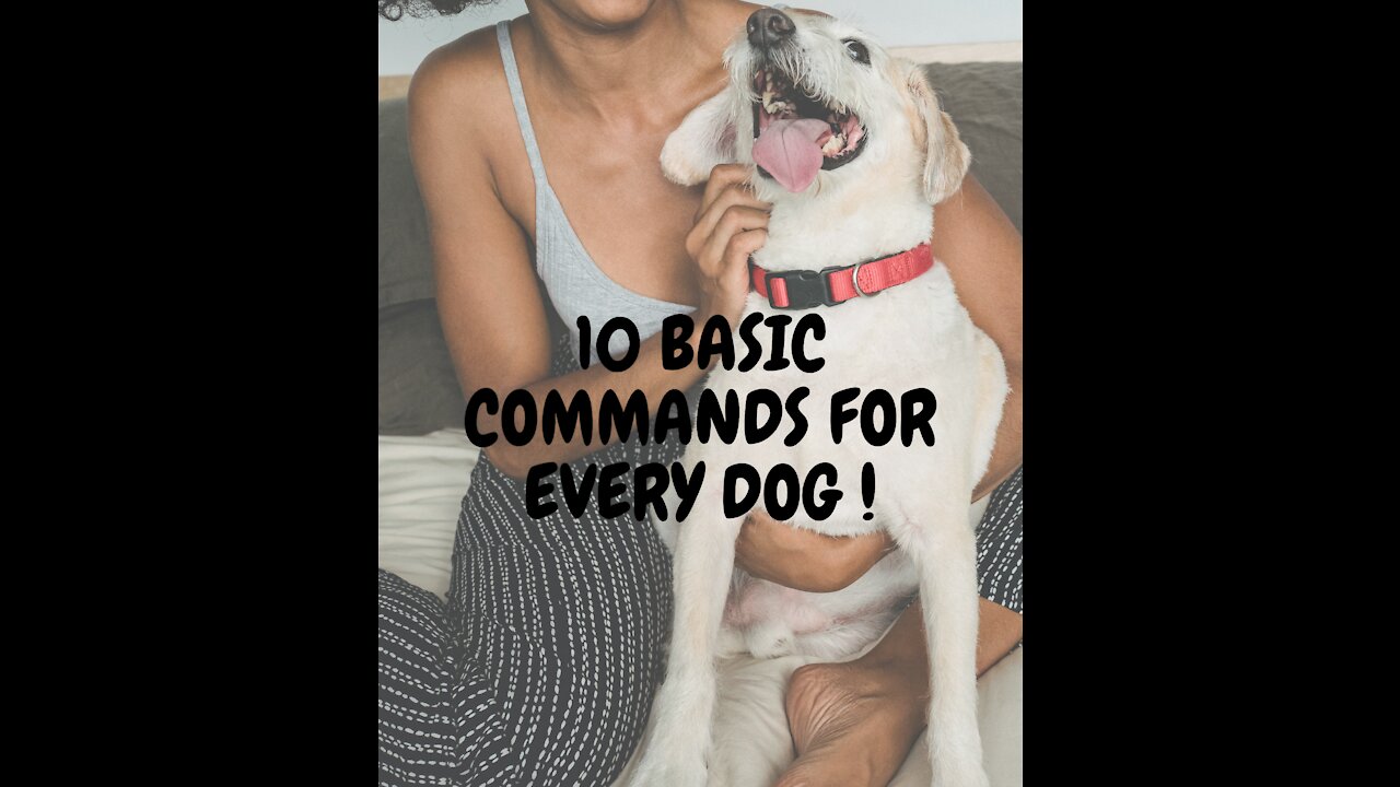 TOP 10 Basic Commands For Every Dog