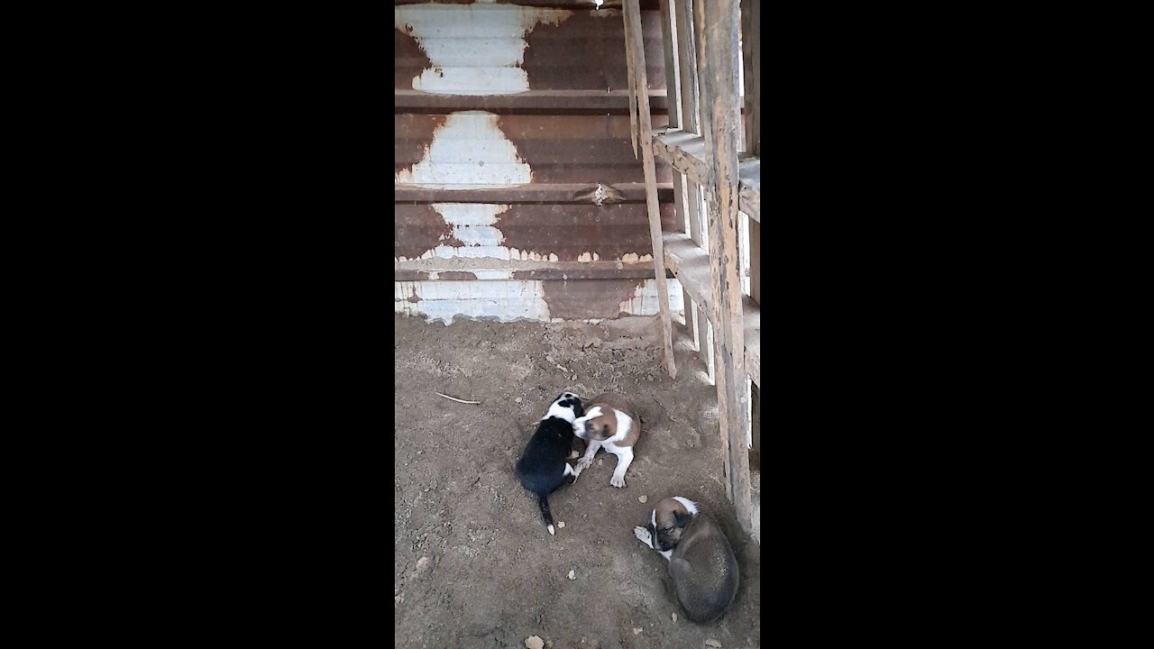 Little dogs play