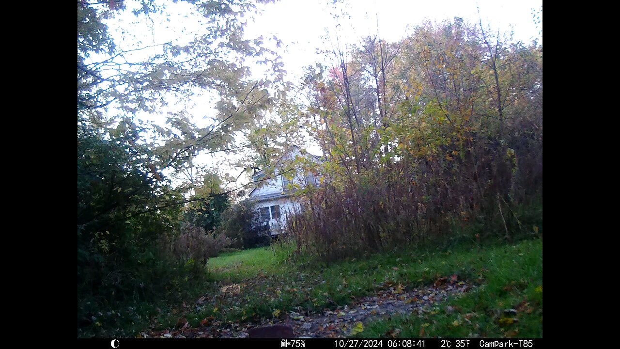 Deer 10-27-2024