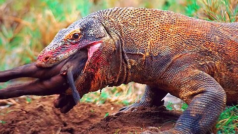 Top 5 Moments Komodo Dragon Swallows Wild Boar Whole.