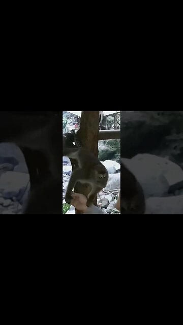 Moy Moy the Monkey in Philippines #monkey #philippines #shorts