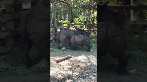 Baby Rhino 🦏 gets Moo-Velous treatment from Mom 🥛#rhinoceros #rhino #babyanimals #animalsfunny