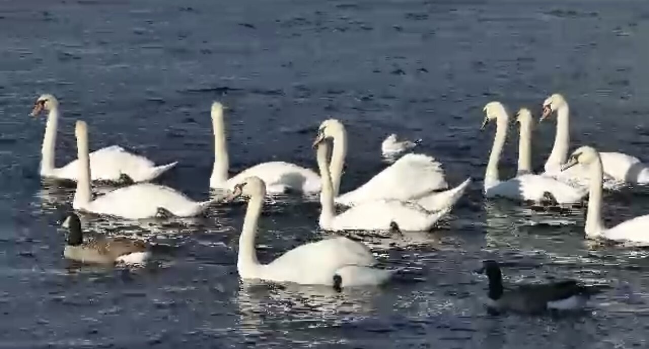 Ducks enjoying in water of sea