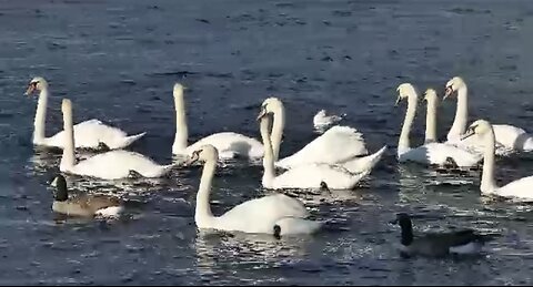 Ducks enjoying in water of sea