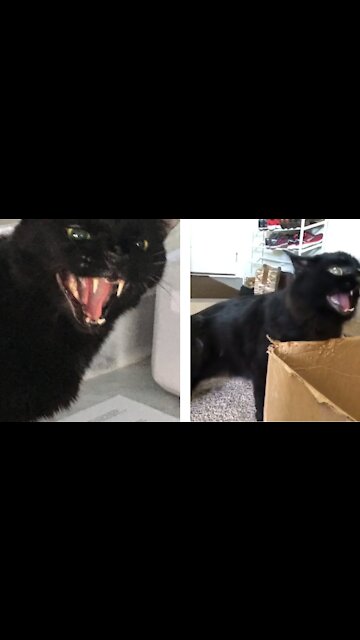 Grooming an extremely aggressive cat