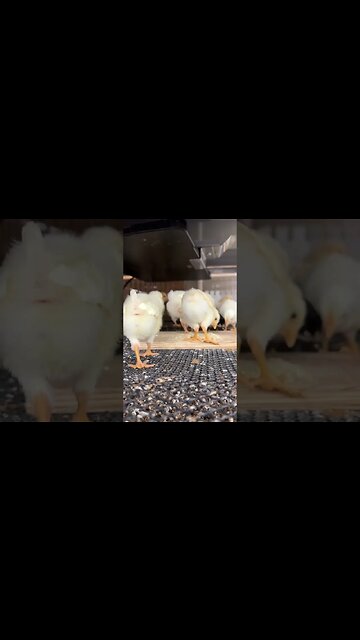 Curious Little Chicks!