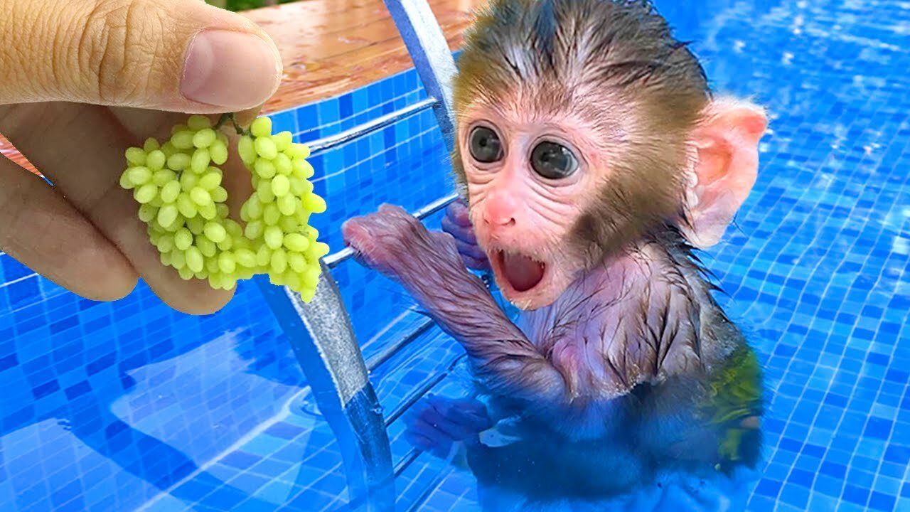 Monkey like grapes soo much 😂 Funny video