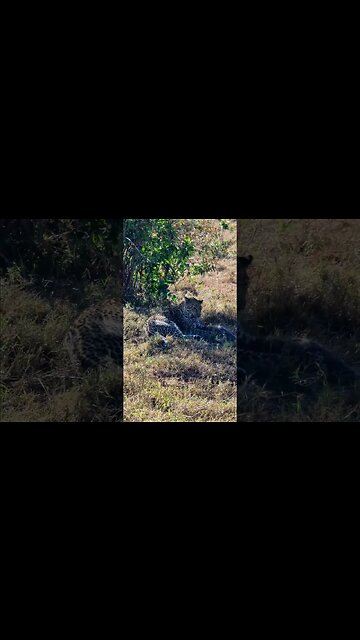 Leopard Eats A Mongoose! #shorts | #ShortsAfrica