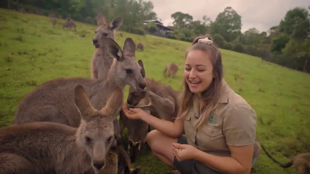 Learn all about Kangaroos and Wallabies-1