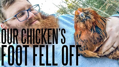 Our Chicken’s Foot Fell Off... Was it Frostbite?