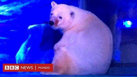 Polar fue salvado por una mujer