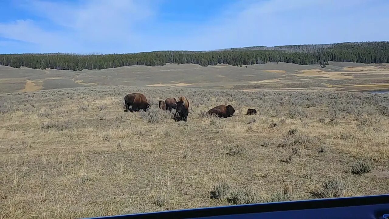 Bison in Hayden Valley