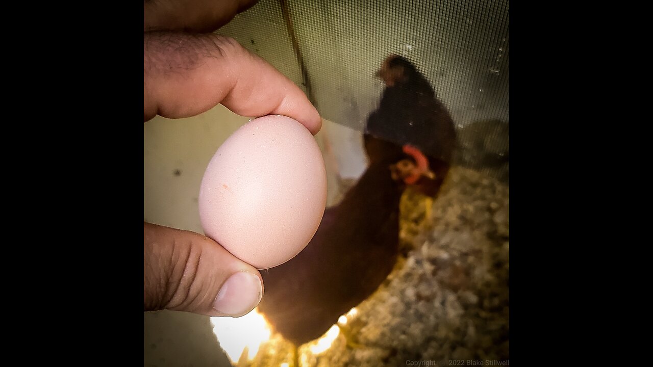 First intact Egg produced!