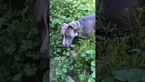 Einsteins Jungle?? #einsteinsbackyard #pitbulls #arizona #jungle #shorts #shortsvideo #backyard #dog