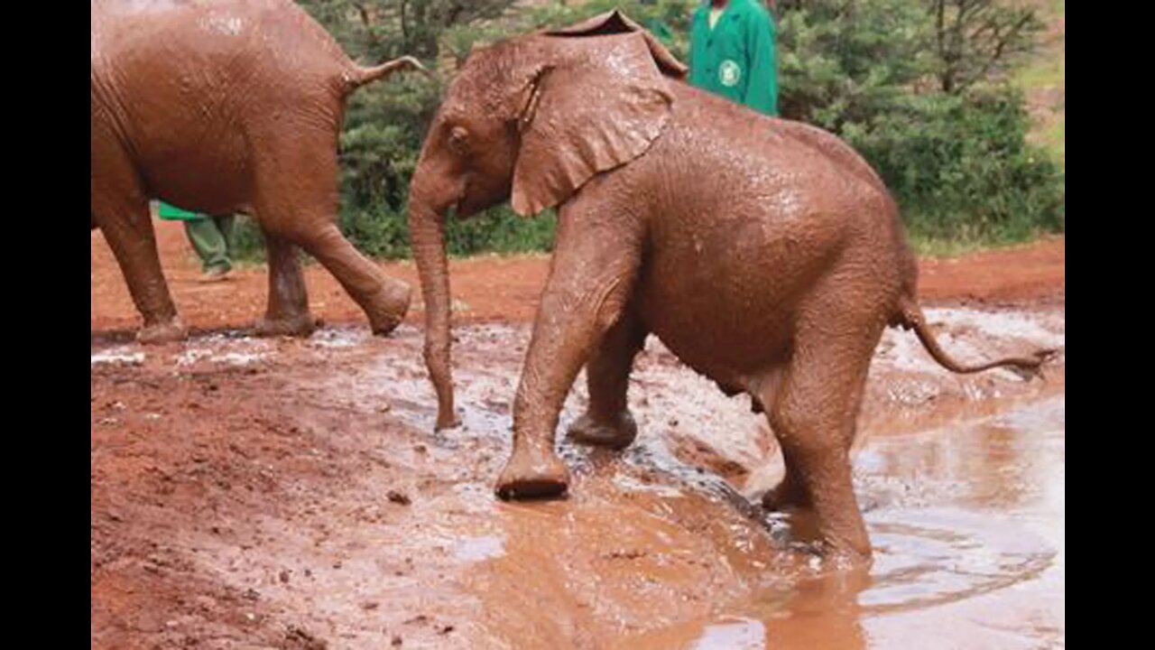 Baby Twin Elephants playing in the mud