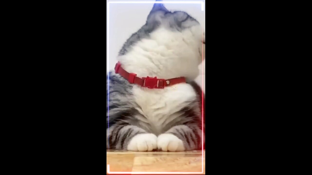 Cat dancing to the music