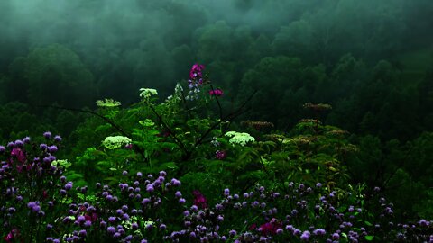 Rain Sounds with Tibetan Singing Bowls and Birds chirping Sleep Music
