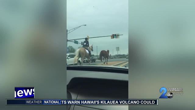 Brave girl chases after fleeing racehorse in Glen Burnie