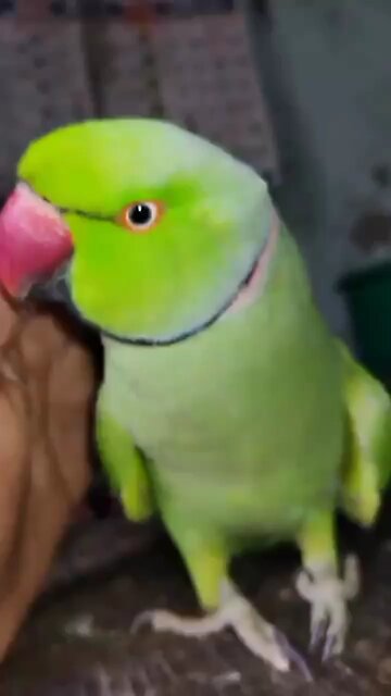 Parrot Calling Sound#1#shorts #parrot