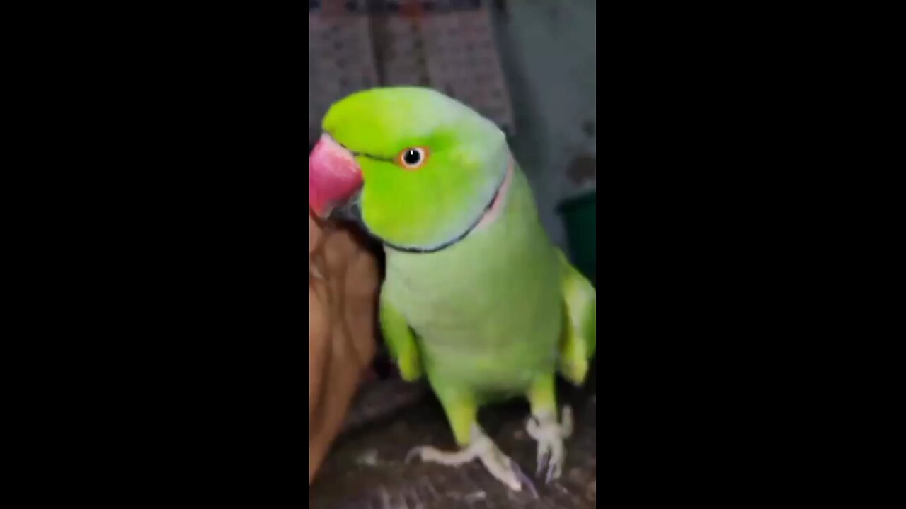 Parrot Calling Sound#1#shorts #parrot