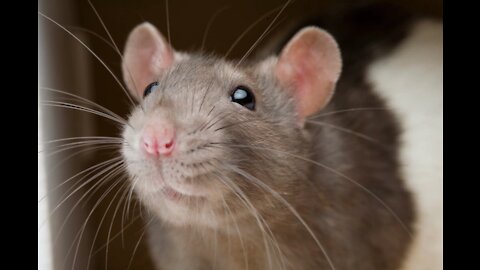 GIGANTIC SCAREY COTTAGE MOUSE
