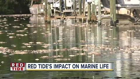 Florida Aquarium among area marine centers helping sea animals cope with Red Tide