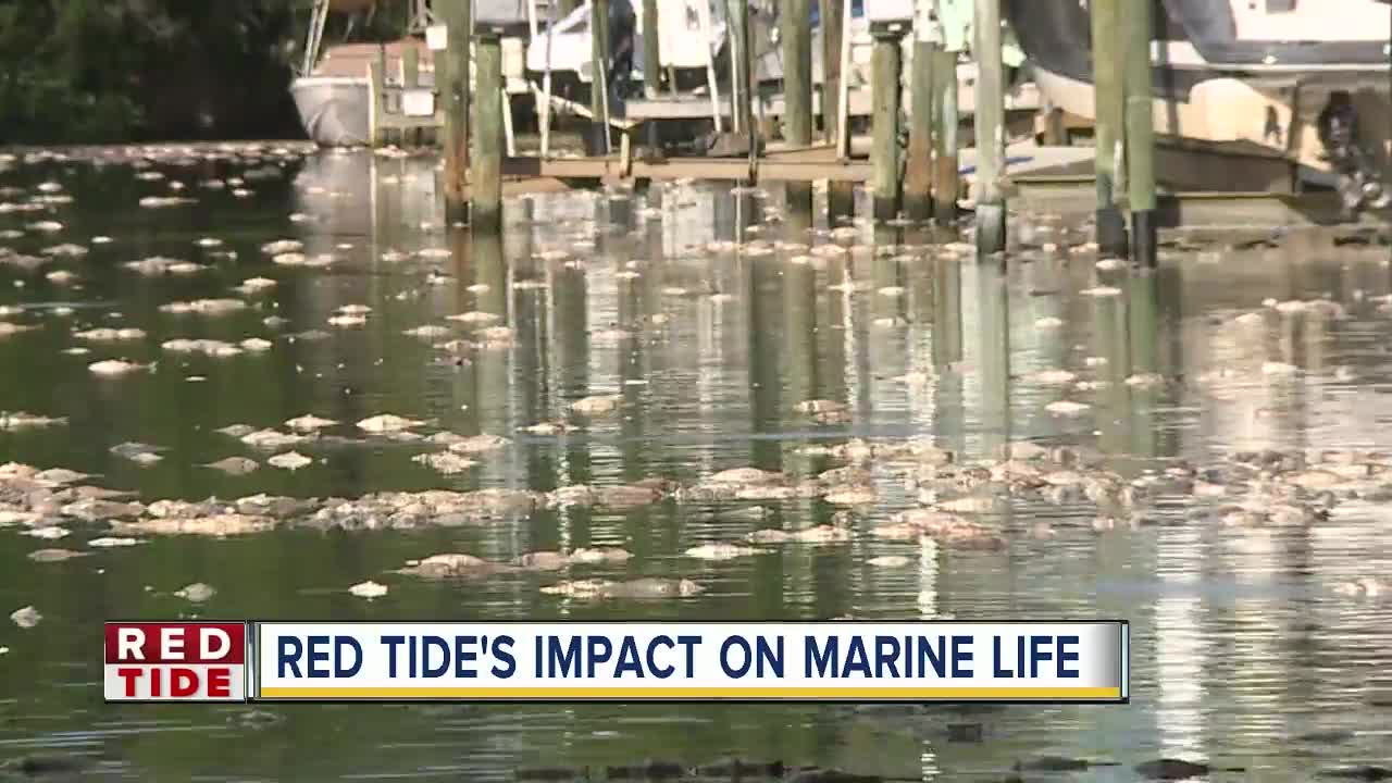 Florida Aquarium among area marine centers helping sea animals cope with Red Tide